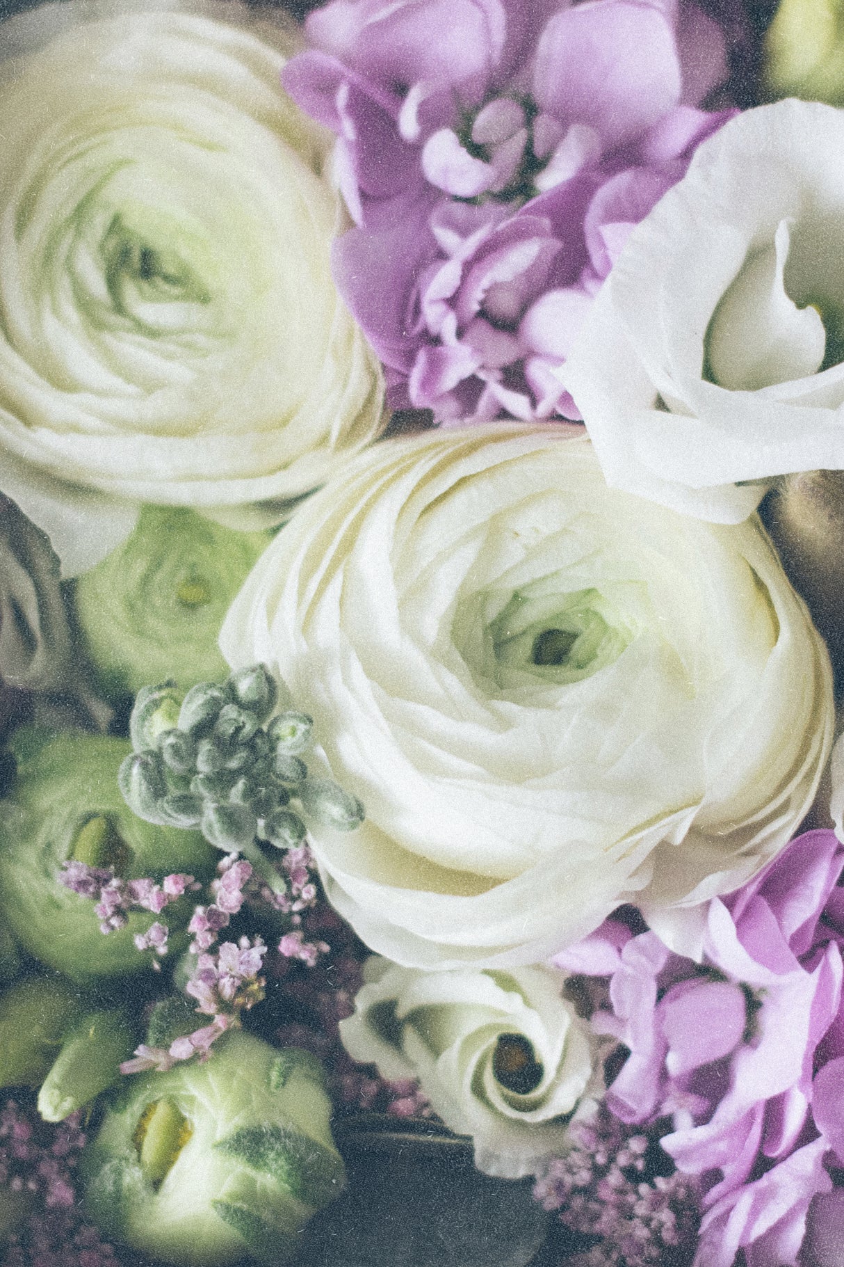Lovely Ranunculus Poster och Canvastavla