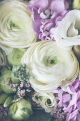 Lovely Ranunculus Poster och Canvastavla