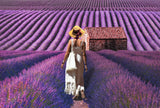le cabanon provencal Poster och Canvastavla