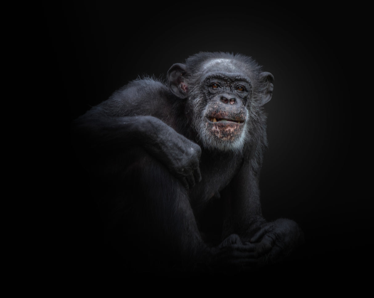 chimpanzee Poster och Canvastavla