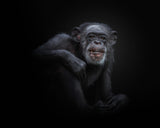 chimpanzee Poster och Canvastavla
