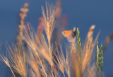 Butterfly world Poster och Canvastavla