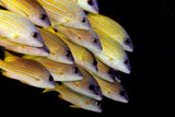 Fish Poster och Canvastavla