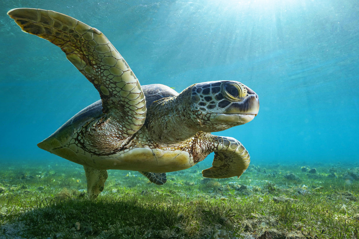 Green turtle Poster och Canvastavla