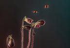 Happy lady bugs Poster och Canvastavla