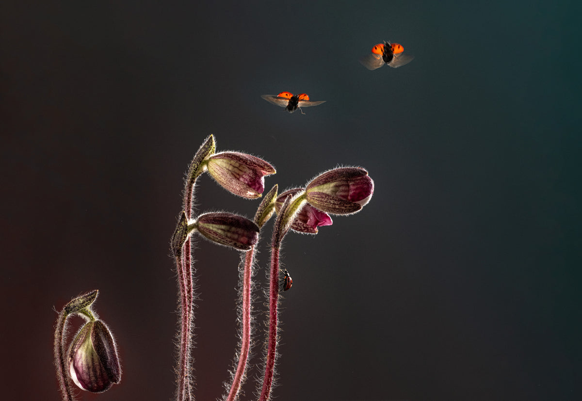 Happy lady bugs Poster och Canvastavla
