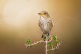 Spotted Flycatcher Poster och Canvastavla