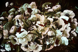 Ruby's Dream Victorian Poster och Canvastavla