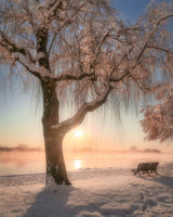 Cherry blossoms with snow Poster och Canvastavla