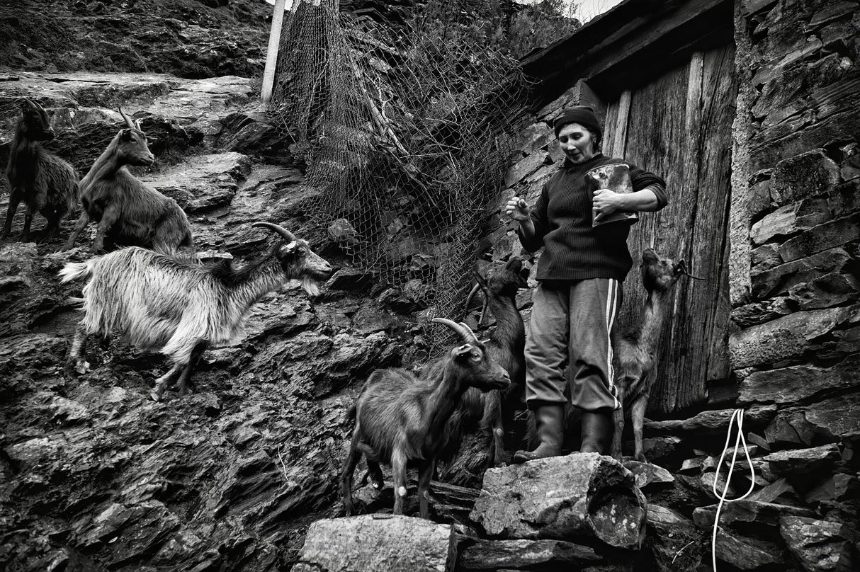 rural country life Poster och Canvastavla