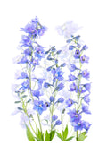 Delphinium Poster och Canvastavla