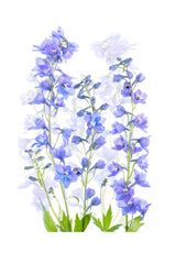 Delphinium Poster och Canvastavla