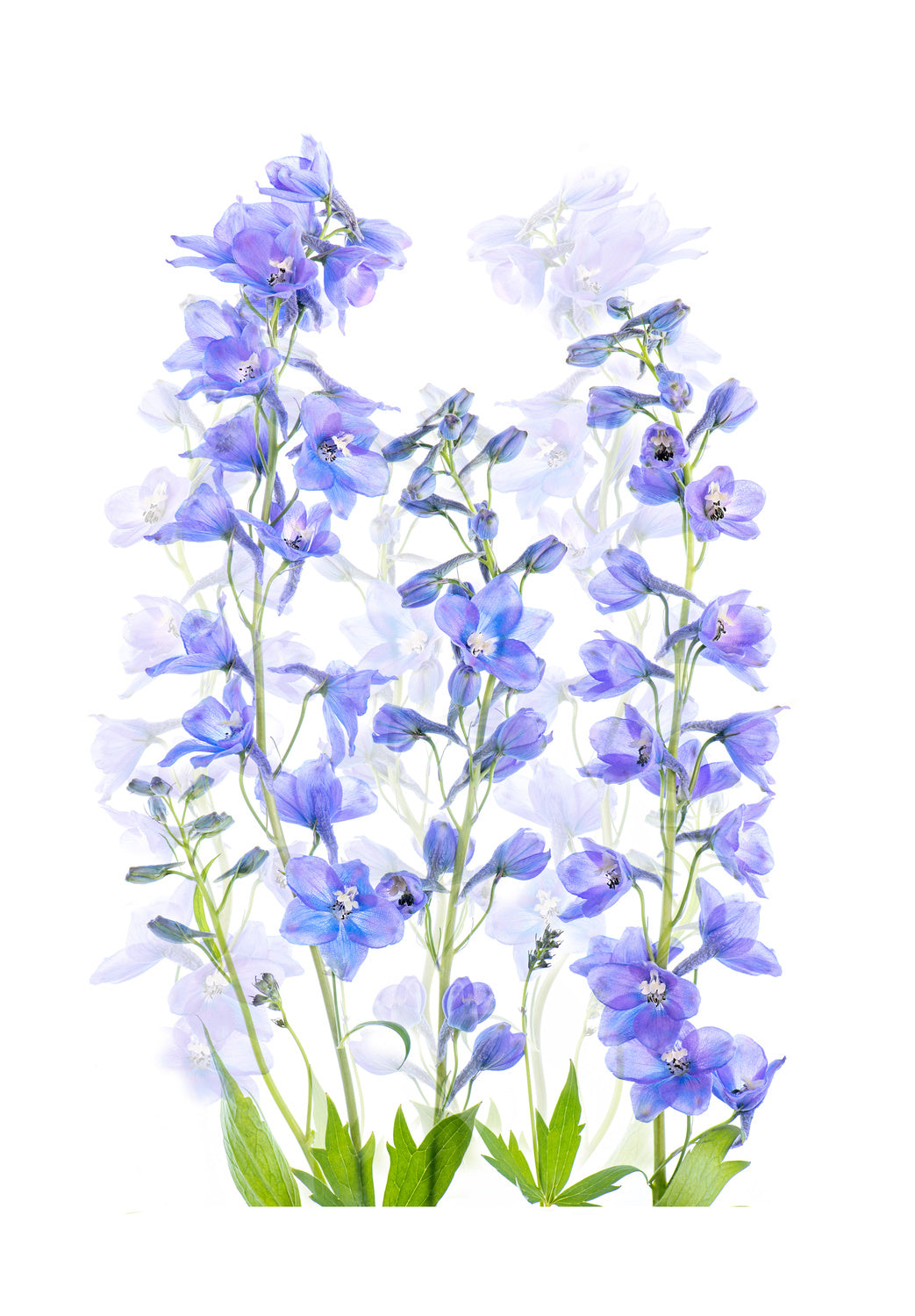 Delphinium Poster och Canvastavla