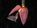Lonchophylla robusta, Orange nectar bat Poster och Canvastavla