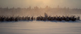 The herd II Poster och Canvastavla