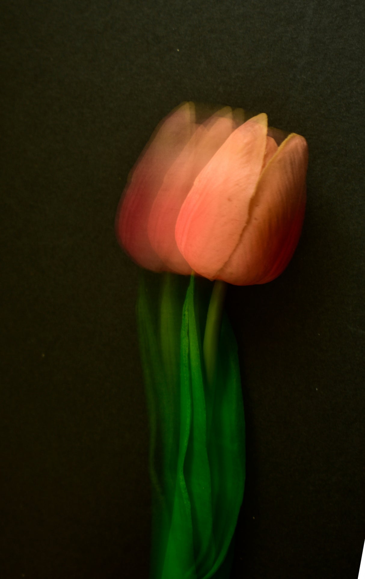Vermilion tulip Poster och Canvastavla