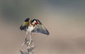 Goldfinch landing Poster och Canvastavla
