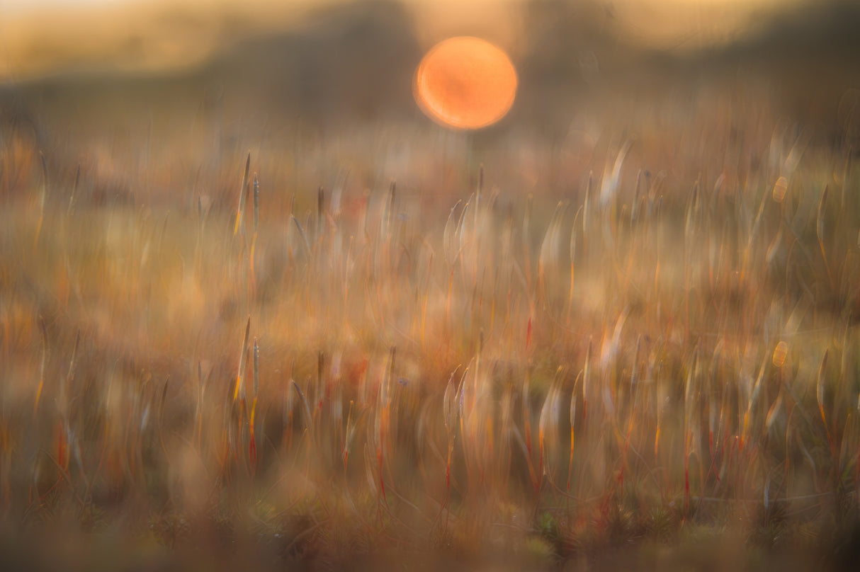 sunrise among the rough hair moss Poster och Canvastavla