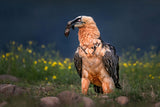 Bearded vulture close up Poster och Canvastavla