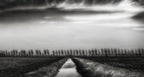 Polder beauty Poster och Canvastavla