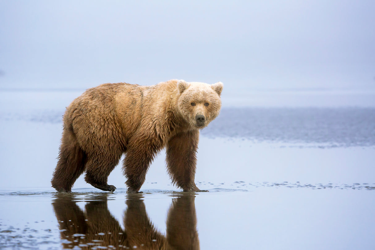 The Bear Walk Poster och Canvastavla