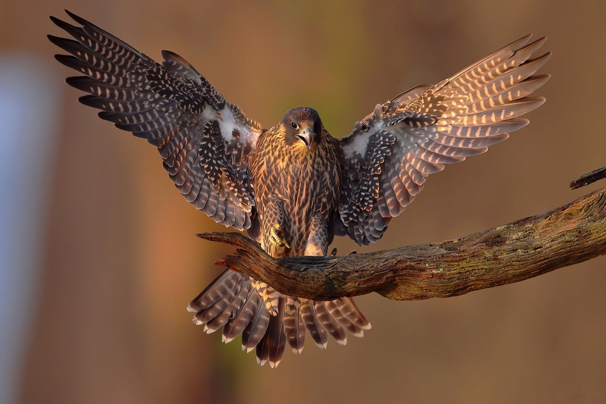 Peregrine Falcon Poster och Canvastavla