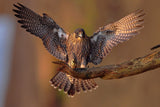 Peregrine Falcon Poster och Canvastavla