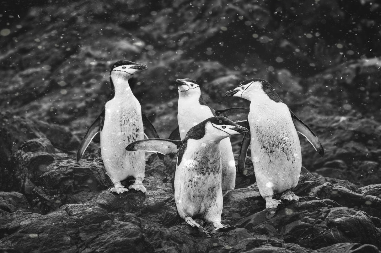 Happy Penguins in Heavy Snow Poster och Canvastavla