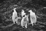 Happy Penguins in Heavy Snow Poster och Canvastavla