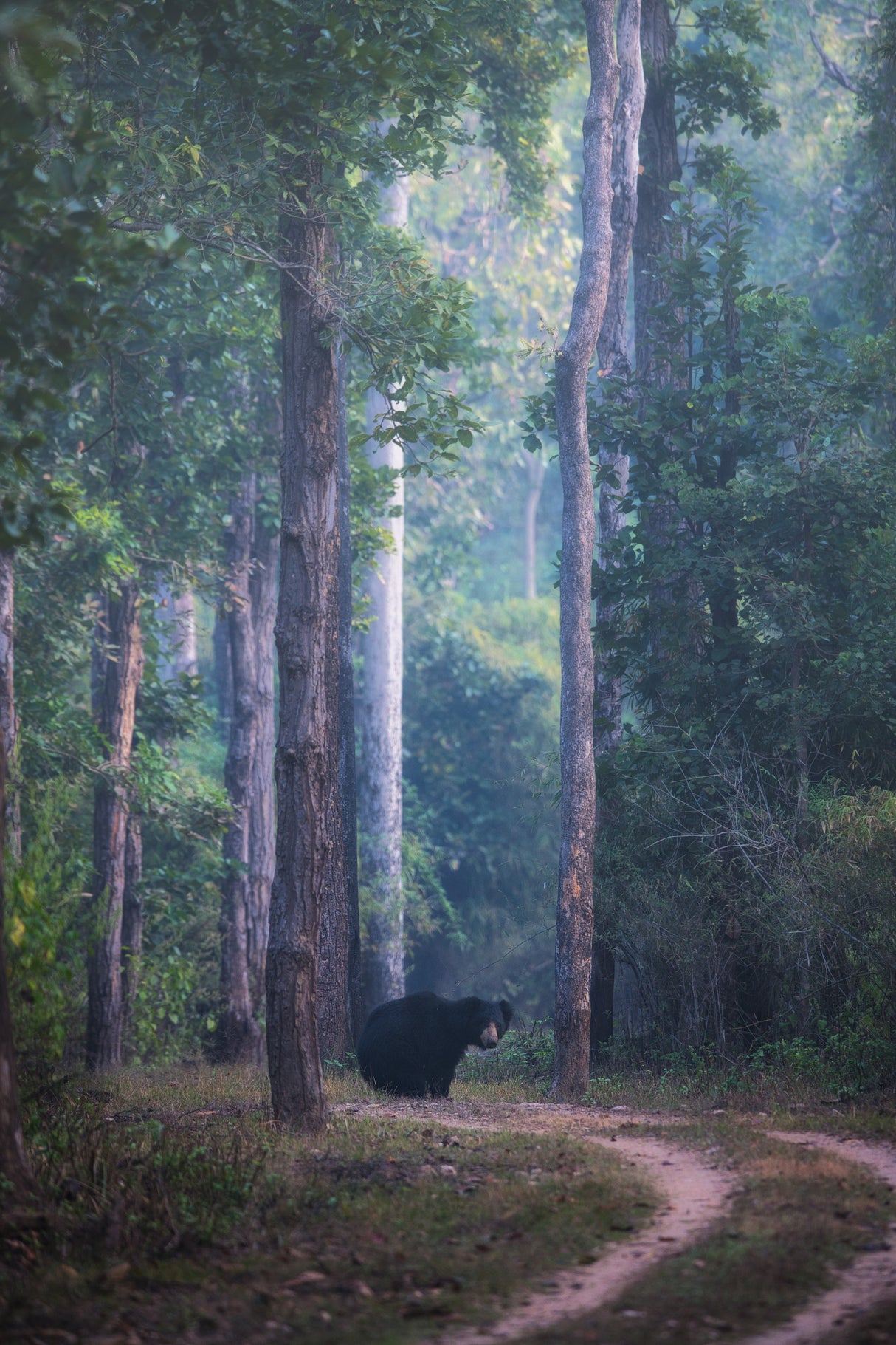 Sloth bear Poster och Canvastavla