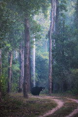 Sloth bear Poster och Canvastavla