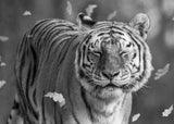 Tiger in The Motion Poster och Canvastavla