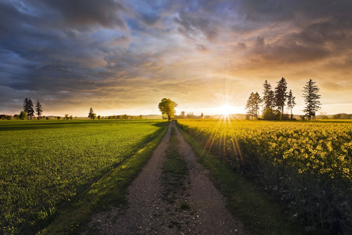 Summer Meadow Poster och Canvastavla