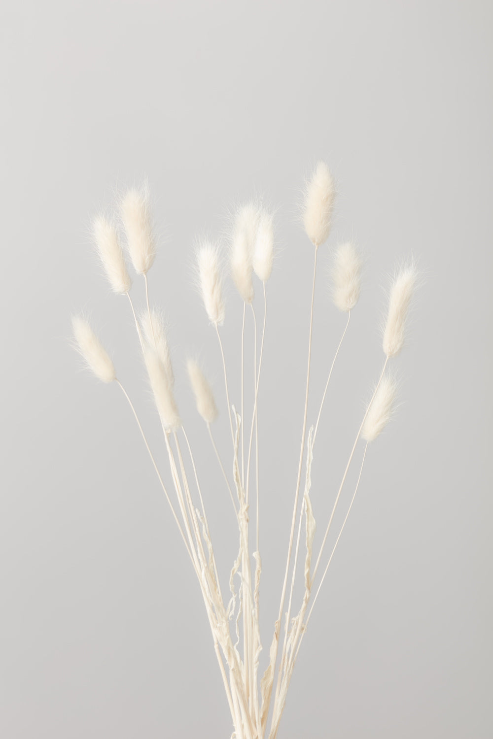 Bunny Grass No 1 Poster och Canvastavla