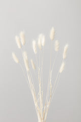 Bunny Grass No 1 Poster och Canvastavla