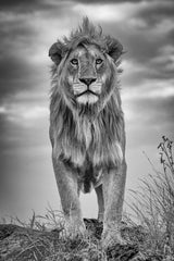 Encounter with the King Poster och Canvastavla