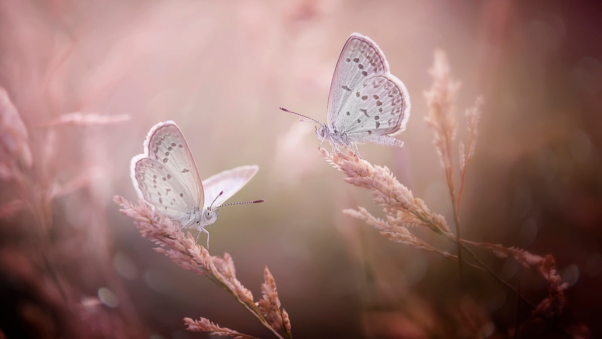 Beautiful Couple Poster och Canvastavla