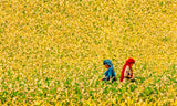 Field Workers Poster och Canvastavla