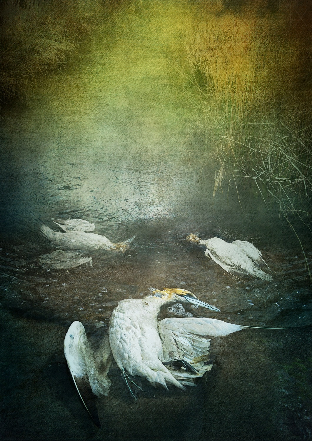 Herons Poster och Canvastavla