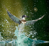 Water Ballet Poster och Canvastavla