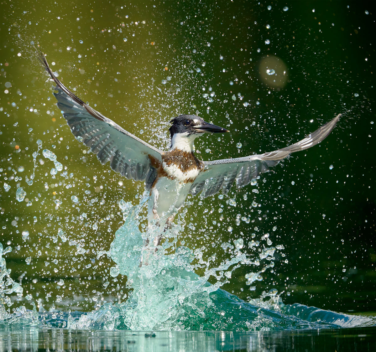 Water Ballet Poster och Canvastavla