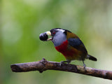 The Toucan Barbet, Semnornis ramphastinus Poster och Canvastavla
