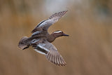 Garganey Poster och Canvastavla