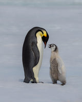 chick and parent Poster och Canvastavla