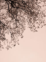 Branches against the sky -  Pink Poster och Canvastavla
