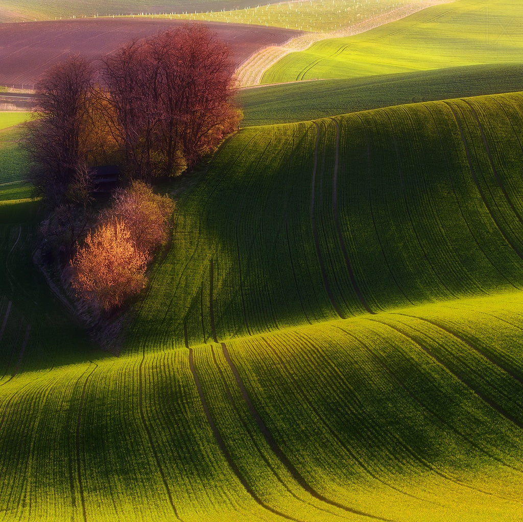 Green fields Poster och Canvastavla