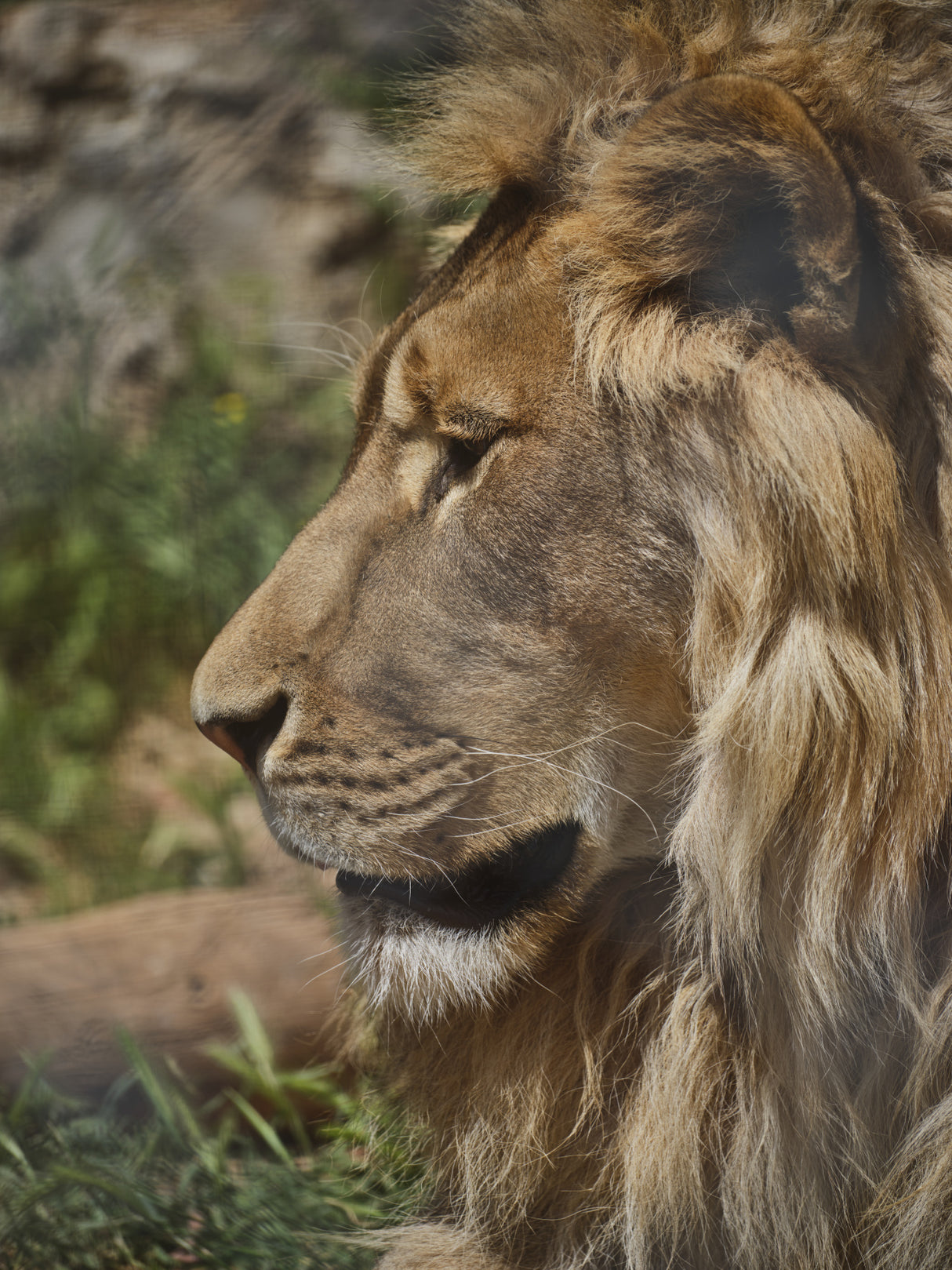 Portrait of a beautiful lion Poster och Canvastavla