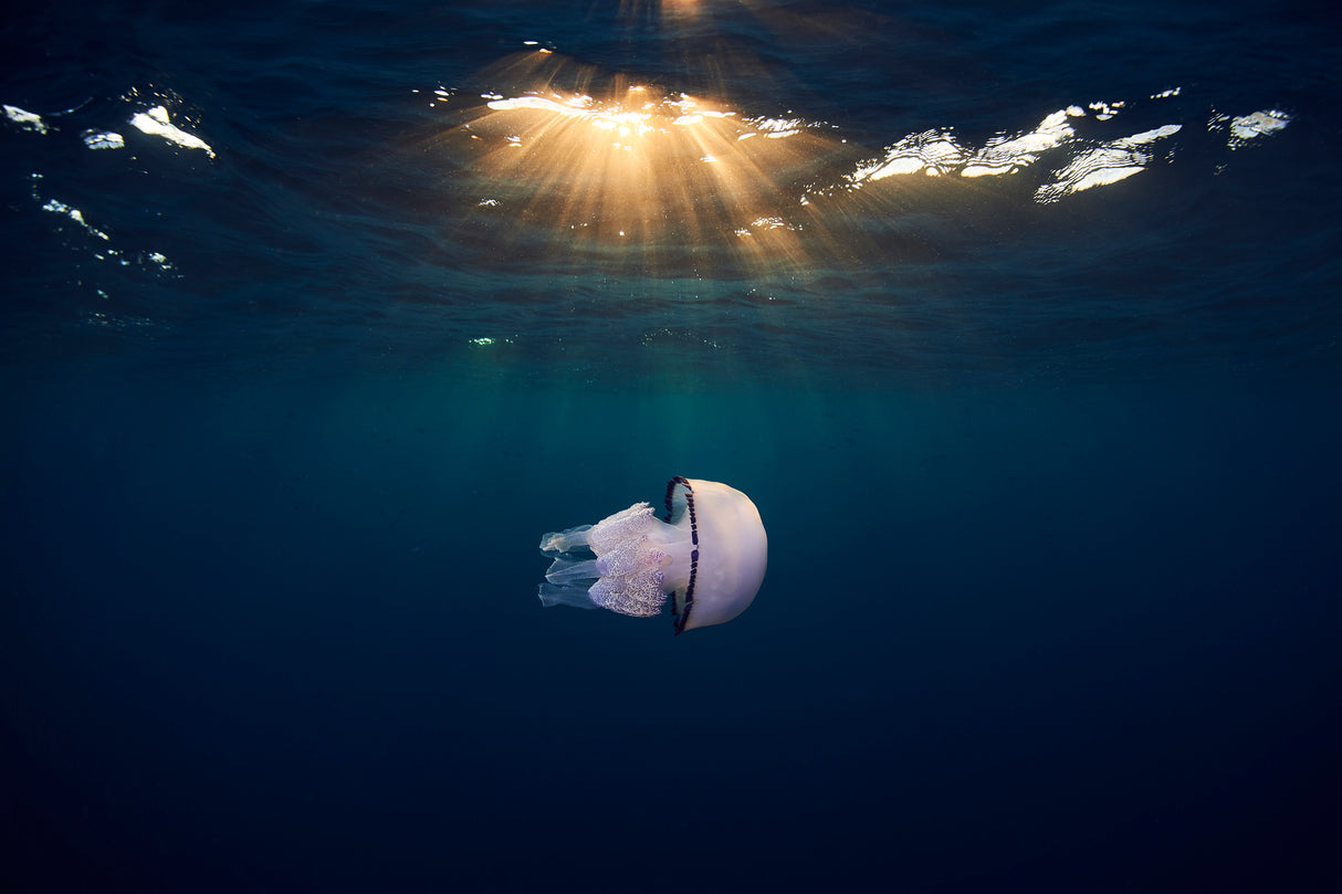 Jelly Poster och Canvastavla