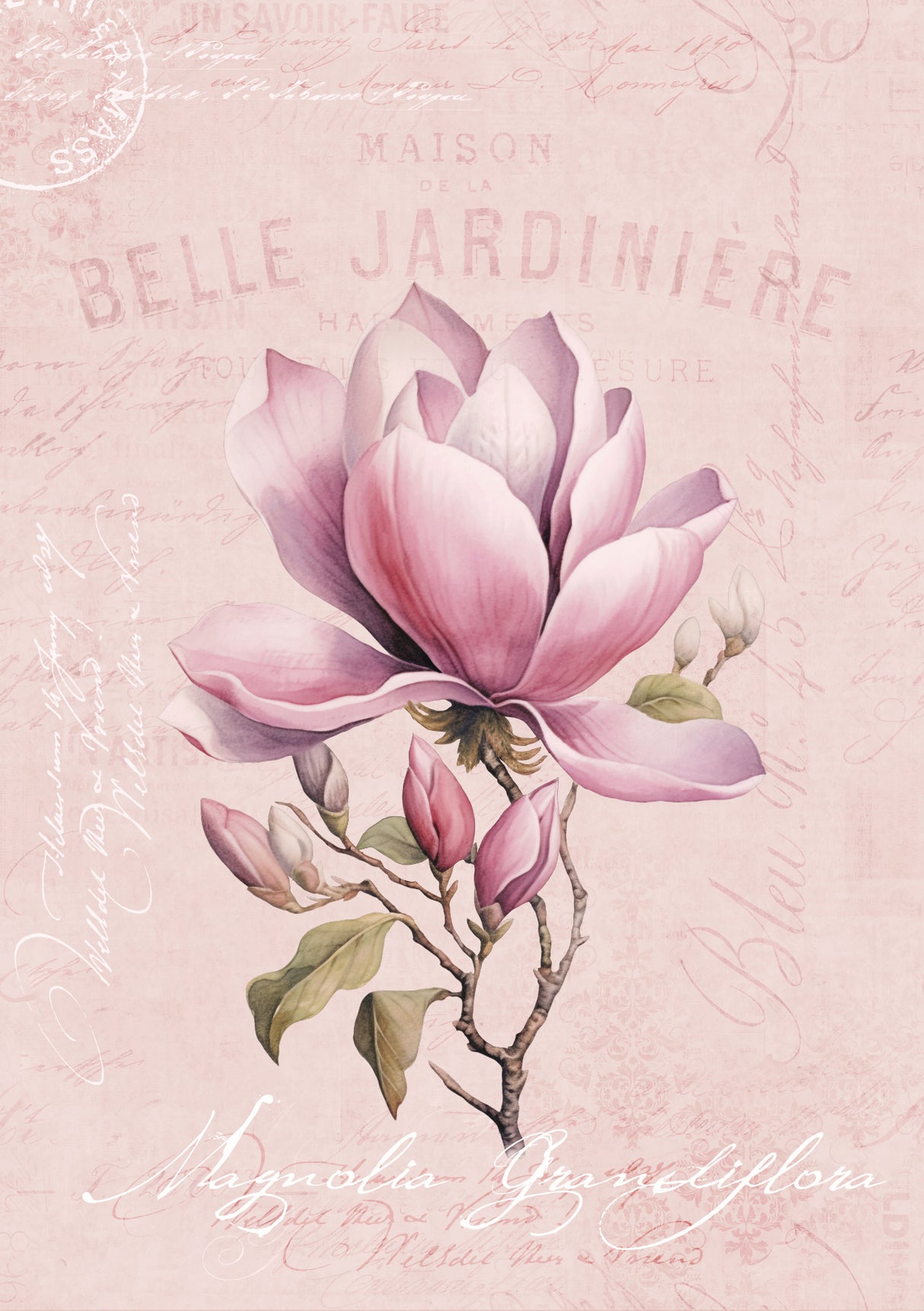 Magnolia Pink No2 Poster och Canvastavla