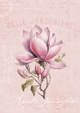 Magnolia Pink No2 Poster och Canvastavla